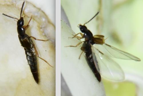 Oxypoda sp.